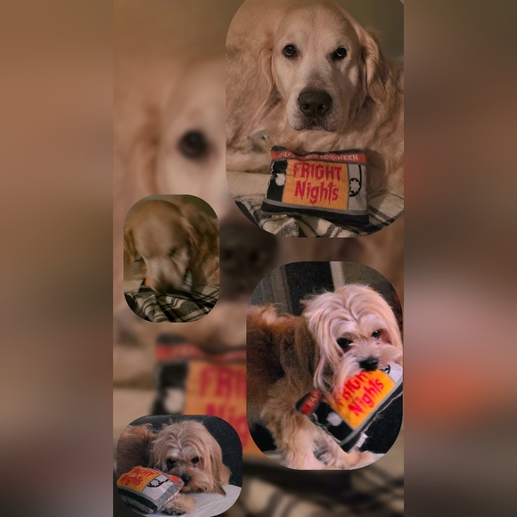 Meet your Posher, Jennah - Picture 5 of 14